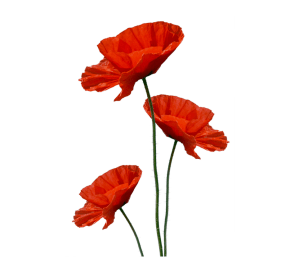 Logo Coquelicot seul